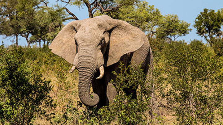 Fully grown African elephant in the bush