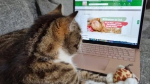 Eine Katze liegt vor einen aufgeklappten Laptop