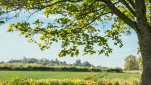 Eine grüne Wiese und ein Laubbaum im Vordergrund.