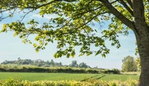 Ein grüner Laubbaum im Vordergrund und im Hintergrund ein grünes Feld und ein Wald.