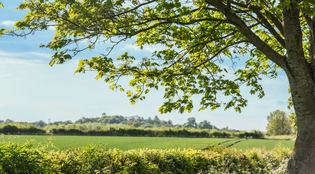 Landschaftsszene mit Baum, der auf einer Wiese wächst.