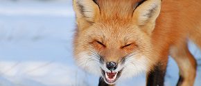 Fox in Îles-de-Boucherville National Park, Quebec , Canada