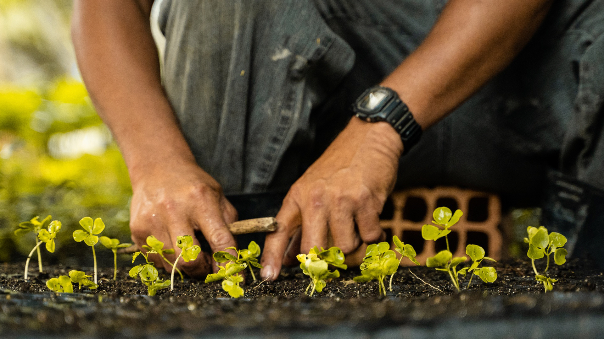 A pair of hands working in a tray of seedlings.