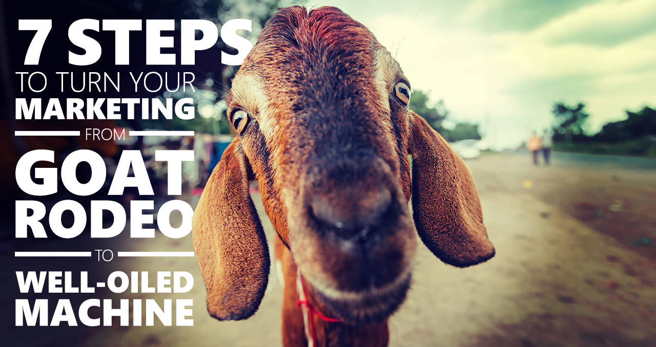 a close up of an animal