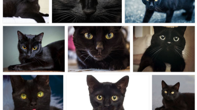 Bing images of black cats.