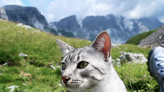 Instagram enables the user to provide feedback on each ad.