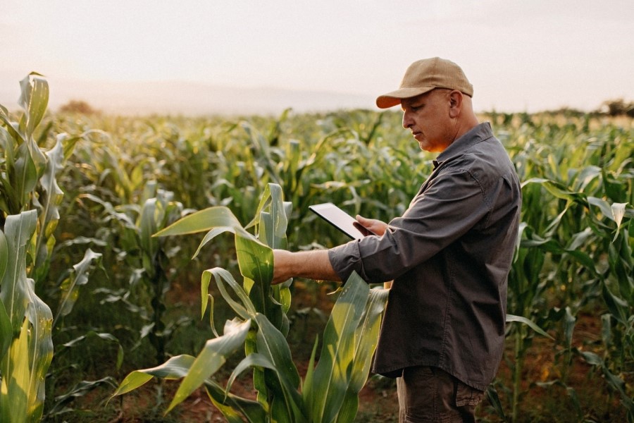 A man in a field of corn inspects the leaves of one of his corn plans. He holds a tablet in his hand.