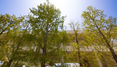 Bäume vor einem Gebäude