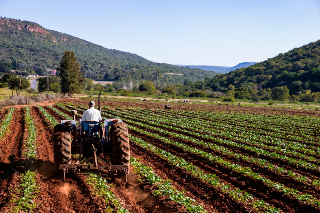Senior male farmer driving tractor to plow through planted rows in farm field in South Africa.