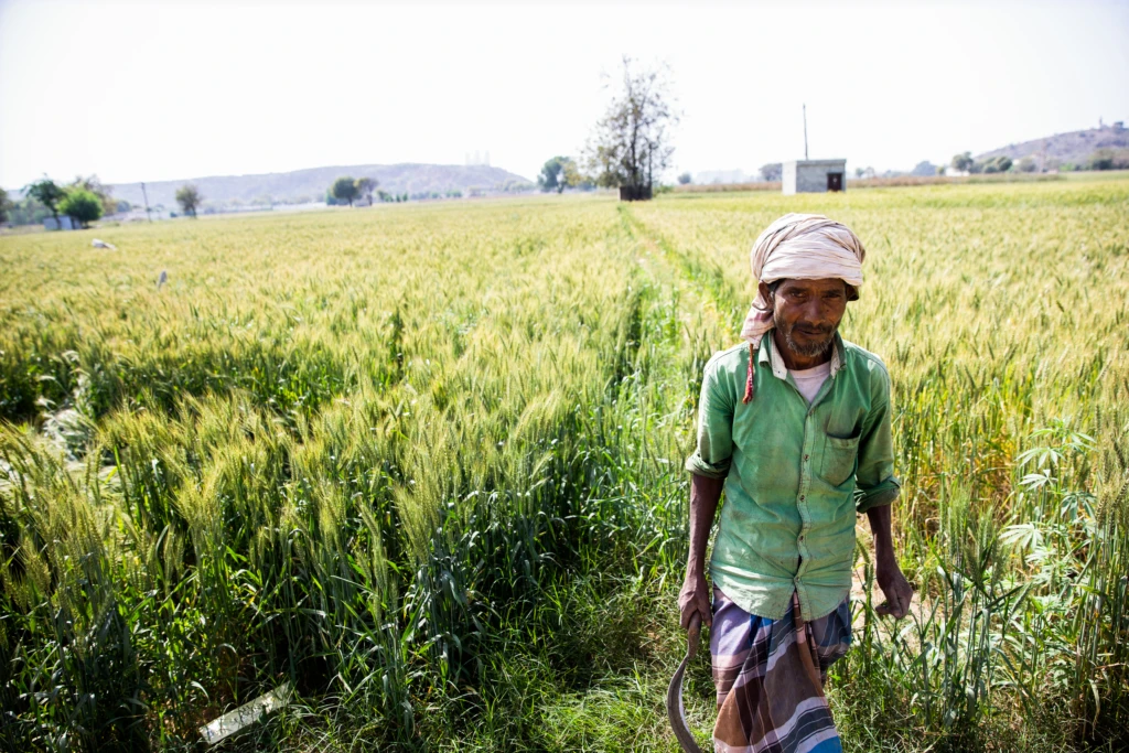 Portrait of farm worker holding sickle to harvest wheat in field outside of Delhi. The future of farming will rely upon new technology to improve agricultural output and meet the growing global demand for food.
