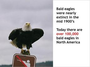 Bald eagle example slide