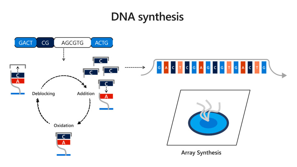 A diagram showing the end-to-end DNA data storage process. First, software encodes digital bits, ones and zeros, into an electronic representation of DNA sequences, represented by the letters G, C, A, and T. Then, the sequences are written into physical molecules using DNA synthesis and are preserved. A single chain of synthetic DNA is shown with G, C, A, and T, representing the DNA being preserved. Data stored in DNA molecules is retrieved using random access, and then sequenced to read the synthetic DNA. Software, then, decodes the information back into digital bits.