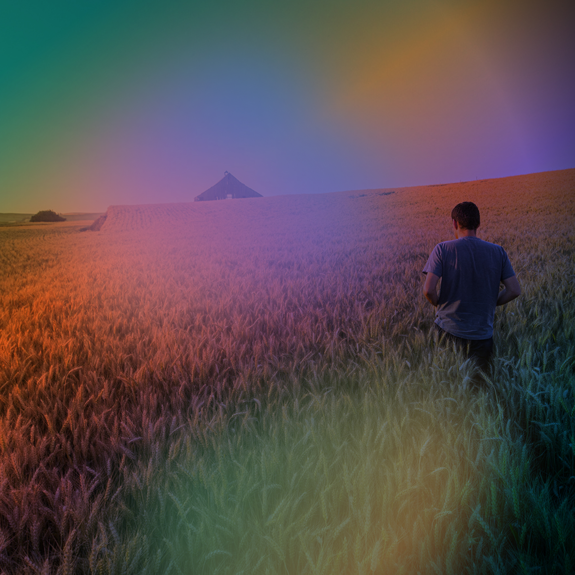 A man stands out in a field of wheat