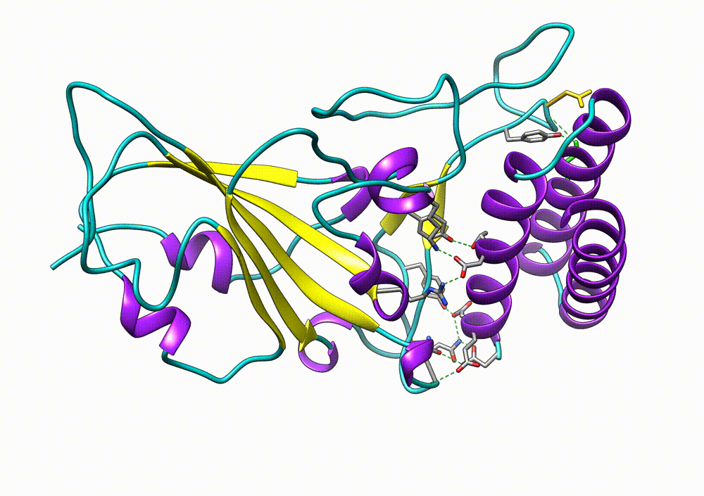 Figure 4:This animated figure illustrates one million steps of a molecular dynamics simulation, e.g., RBD-protein interacts with protein inhibitor. Simulations like this are efficient enough to generate trajectories long enough to observe chemically significant events.