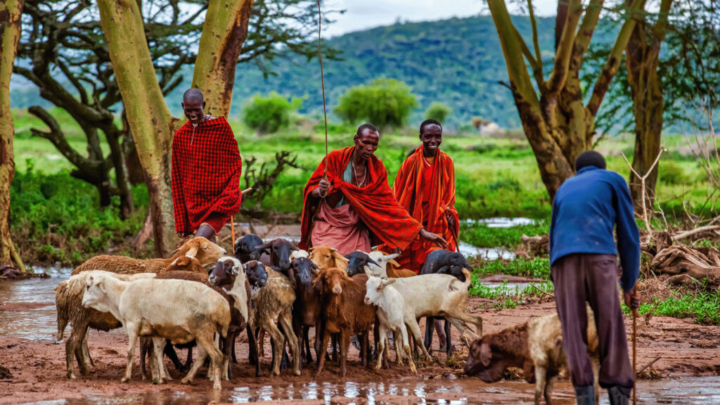 AI for Good - a group of four male goat herders in rural Africa