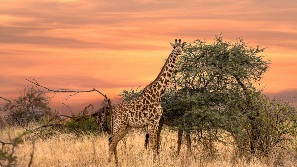 AI for Good - two giraffes at sunset