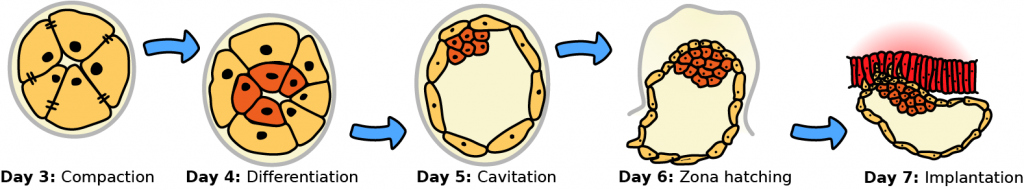 Day 3 to 7 humanpreimplantation development