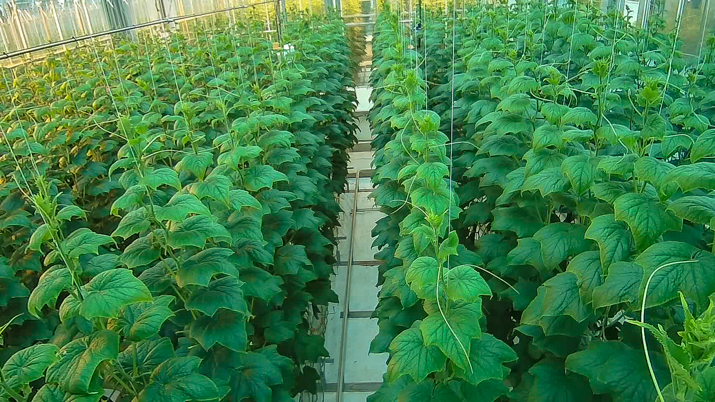 Project Sonoma Greenhouse