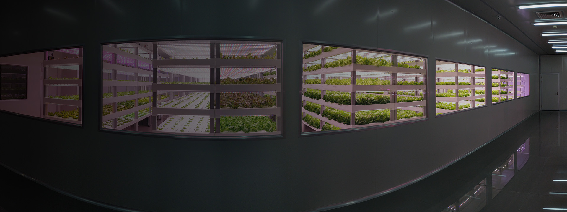 Microsoft Research Project Sonoma Plant Factory