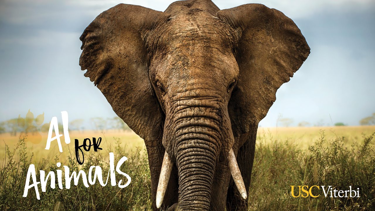 AI for Animals: How is AI being used to protect the world’s most ...