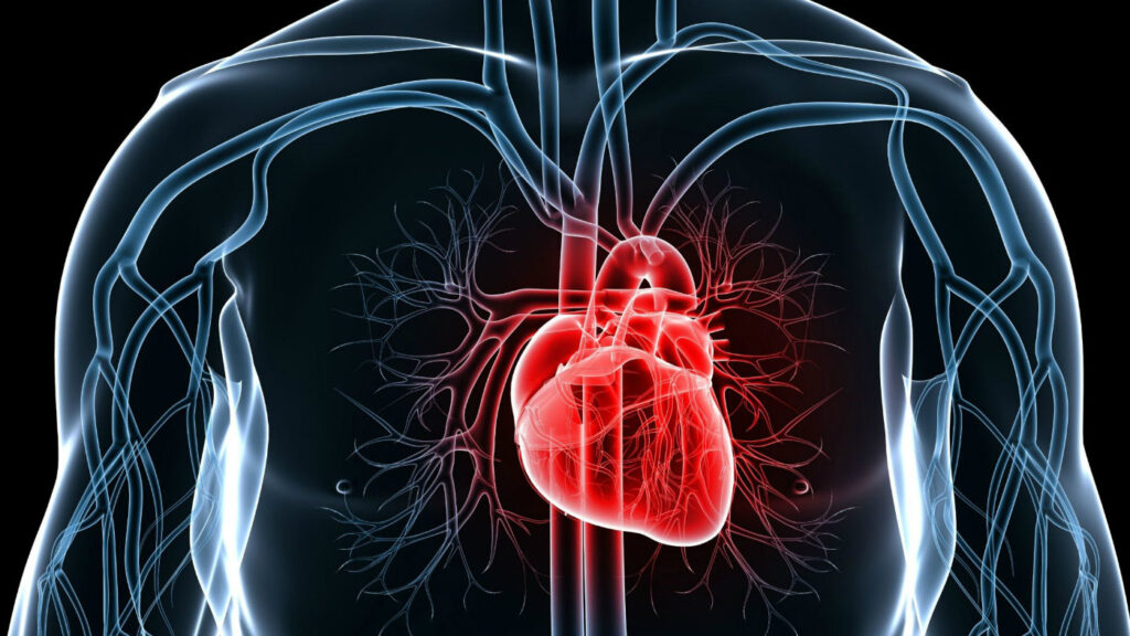 project Aurora - Digital illustration of a heart within a body