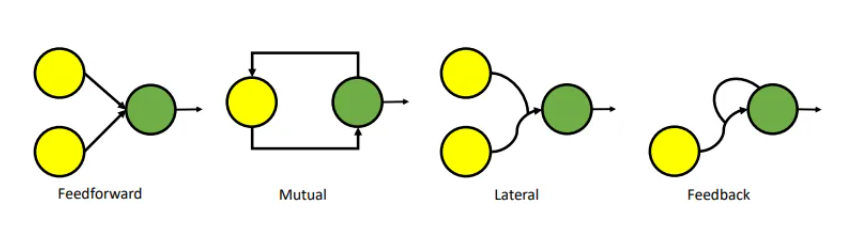 Diagram illustrating four common neural connectivity patterns in the biological neural networks: Feedforward, Mutual, Lateral, and Feedback. Each pattern consists of circles representing neurons and arrows representing synapses.
