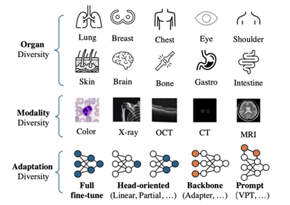 A Large-scale Medical Visual Task Adaptation Benchmark - comparison chart