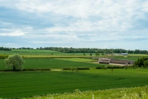 郊外の農場の新緑風景