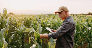 トウモロコシ畑でモバイルデバイスを片手に農業に取り組む男性