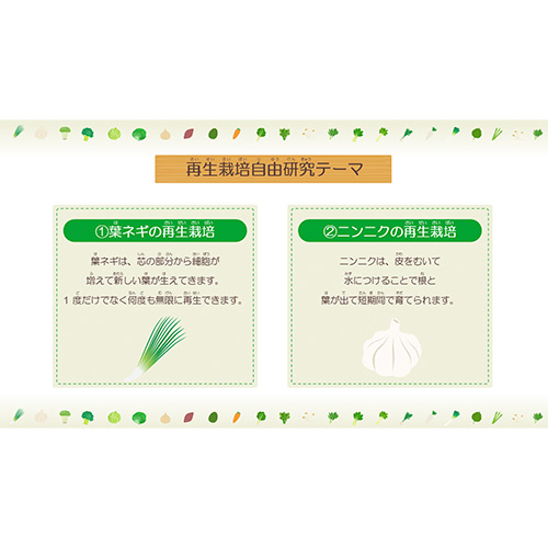 自由研究 (じゆうけんきゅう) ノート (野菜の再生栽培・観察 やさいのさいせいさいばい・かんさつ) 画面スライド-4