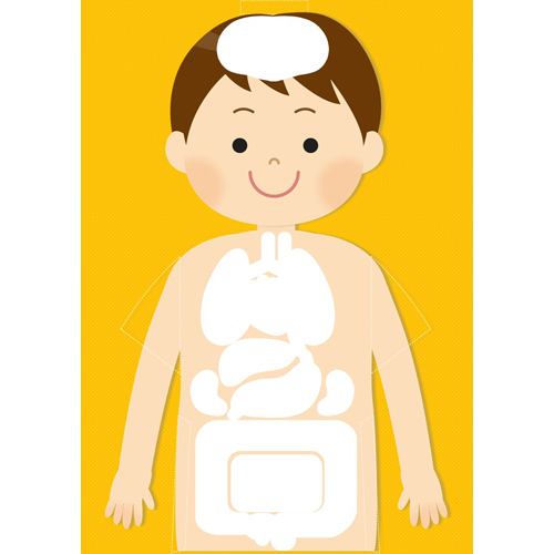 体 (からだ) のしくみパズル 画像スライド-2