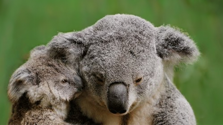 A koala with it's child hugging